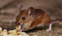 24 Hour & Emergency Exterminators in Minkler, CA